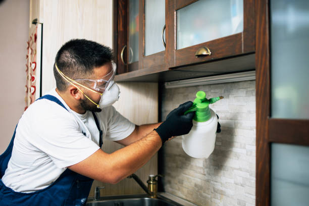 Best Wasp Removal Services  in Taft Mosswood, CA