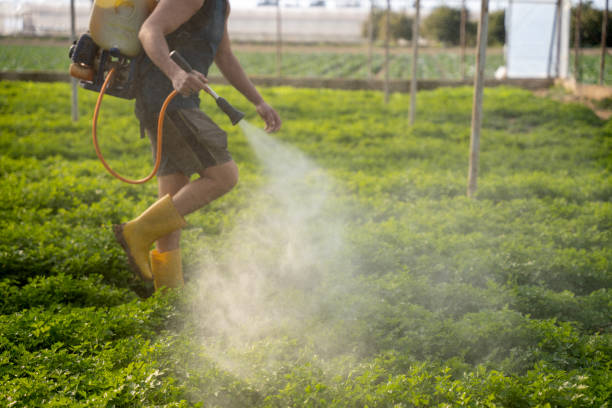Best Best Pest Control Companies  in Taft Mosswood, CA