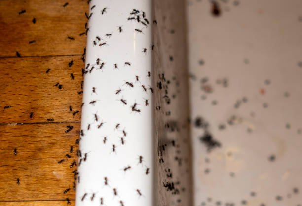 Best Affordable Pest Control Services  in Taft Mosswood, CA