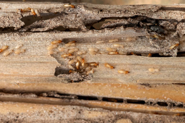Flea Control Services in Taft Mosswood, CA