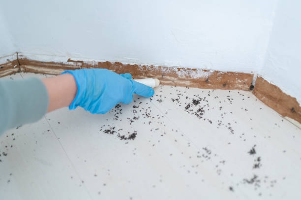 Best Flea Control Services  in Taft Mosswood, CA