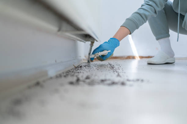 Best Spider Control Near Me  in Taft Mosswood, CA